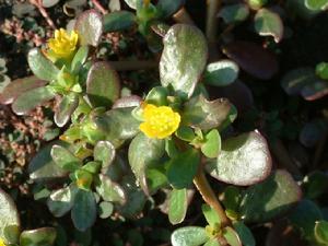 （圖）馬齒莧科