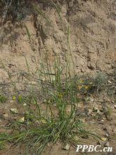 醉馬草 Achnatherum inebrians