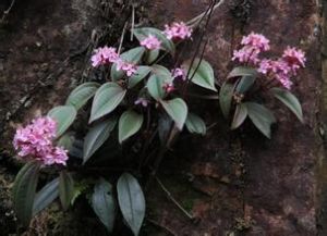 刺蕊錦香草 刺蕊錦香草