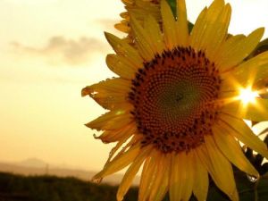 愛你一生一世[趙翀導演的電影]