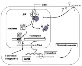 雌激素反應元件 雌激素反應元件
