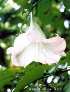 粉花曼陀羅 粉花曼陀羅