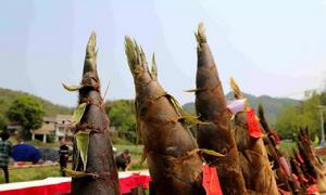 桃江竹筍 桃江竹筍