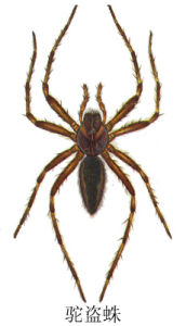 駝盜蛛
