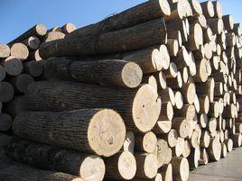 白鬍桃木 白鬍桃木