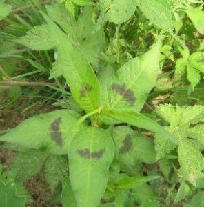 酸膜葉蓼 酸膜葉蓼