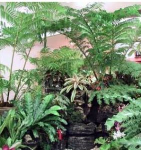 片裂觀音座蓮 片裂觀音座蓮