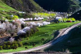 吐爾根杏花谷 吐爾根杏花谷