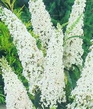 柱穗醉魚草 柱穗醉魚草