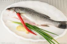 輻鰭魚綱動物——鱸魚