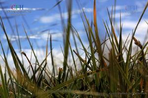 紫花針茅 紫花針茅