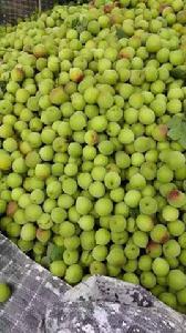 大肚子酵素梅 大肚子酵素梅