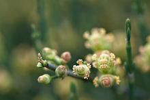 複穗花序 複穗花序