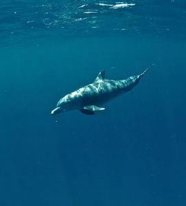 大西洋白海豚 大西洋白海豚