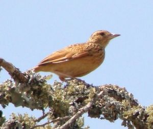 銹色歌百靈 銹色歌百靈