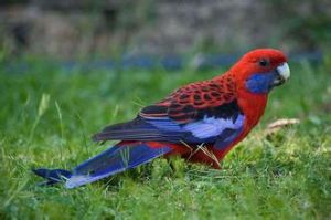 深紅玫瑰鸚鵡昆士蘭亞種 深紅玫瑰鸚鵡昆士蘭亞種
