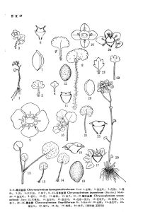 褐點金腰 褐點金腰