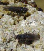 鹼蠅 鹼蠅