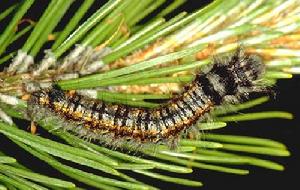 赤松毛蟲 赤松毛蟲