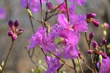 金達萊，攝影，揚眉