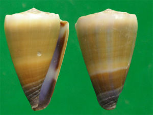 起霞芋螺 起霞芋螺