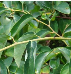 灌叢清風藤 灌叢清風藤