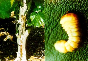 桑樹桑虎天牛 桑樹桑虎天牛