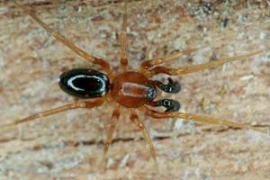 光盔蛛科 光盔蛛科