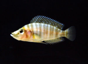 金頭珍珠虎 金頭珍珠虎