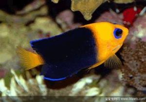 復活島神仙魚 復活島神仙魚