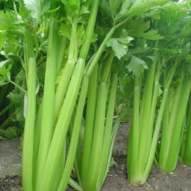 商都西芹 商都西芹