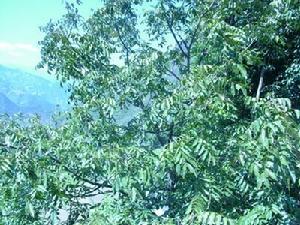 王地自然村農村經濟-核桃樹