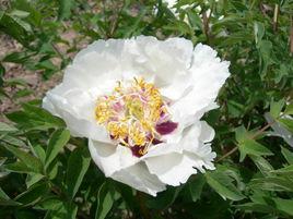 藏嬌[芍藥屬牡丹栽培品種]