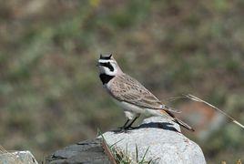 角百靈東北亞種 角百靈東北亞種