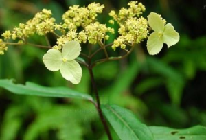 江西柳葉箬(變種) 江西柳葉箬(變種)