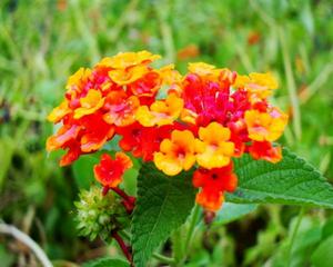 筒花杜鵑 筒花杜鵑