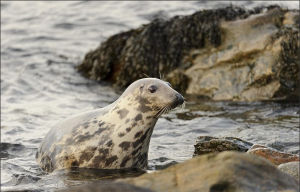 一條灰海豹悄悄走在蘇格蘭凱斯內斯郡丹坎斯比角燈塔水域中