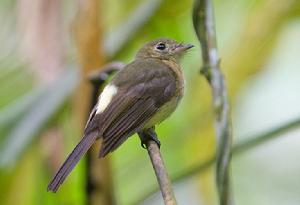 須黃腰霸鶲 須黃腰霸鶲
