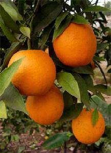 銅水72-1錦橙