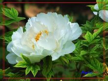 波翅豆蔻 波翅豆蔻