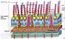 革蘭氏陰性菌細胞壁