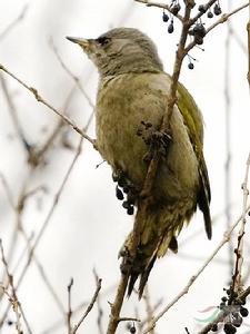 灰頭綠背織雀 灰頭綠背織雀