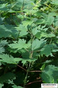 疏柔毛苧麻 疏柔毛苧麻