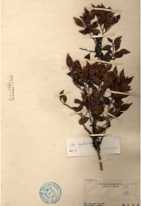 早田氏冬青 早田氏冬青