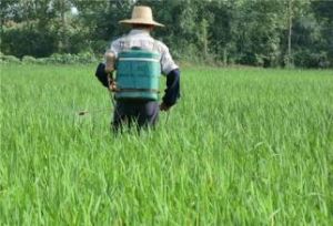 太山廟村 太山廟村
