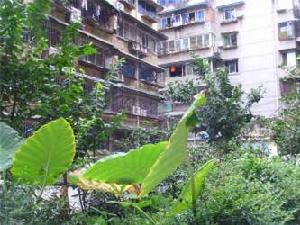 布壩子街8號 布壩子街8號