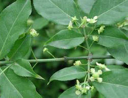 耿馬衛矛 耿馬衛矛