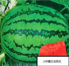 少籽霸王龍西瓜 少籽霸王龍西瓜