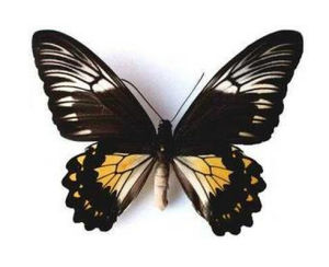 歐提德姆斯鳥翼裳鳳蝶 歐提德姆斯鳥翼裳鳳蝶