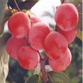 胎里紅柿子 胎里紅柿子